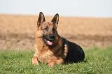 BERGER ALLEMAND 1336